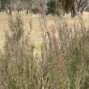 Kunzea parvifolia at Lake George, NSW - 1 Mar 2023 11:43 AM