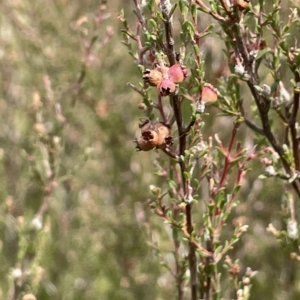 Kunzea parvifolia at Lake George, NSW - 1 Mar 2023 11:43 AM