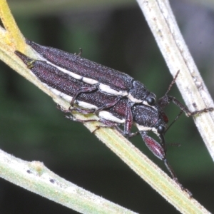 Rhinotia phoenicoptera at Molonglo Valley, ACT - 1 Mar 2023