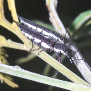 Rhinotia phoenicoptera at Molonglo Valley, ACT - 1 Mar 2023 04:57 PM