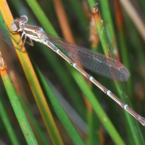 Austrolestes analis at Block 402 - 1 Mar 2023