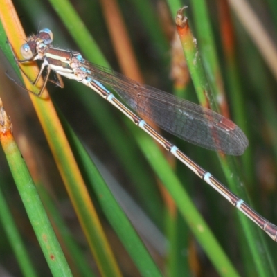 Austrolestes analis (Slender Ringtail) at Molonglo Valley, ACT - 1 Mar 2023 by Harrisi