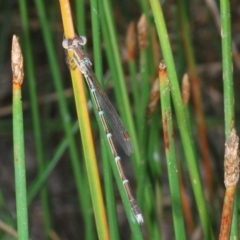 Austrolestes analis at Block 402 - 1 Mar 2023