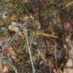 Diplacodes haematodes (Scarlet Percher) at Stromlo, ACT - 1 Mar 2023 by Harrisi