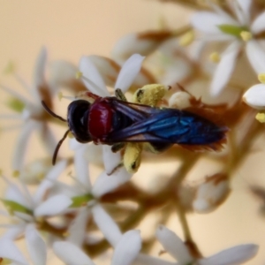 Lasioglossum (Callalictus) callomelittinum at Mongarlowe, NSW - 2 Mar 2023