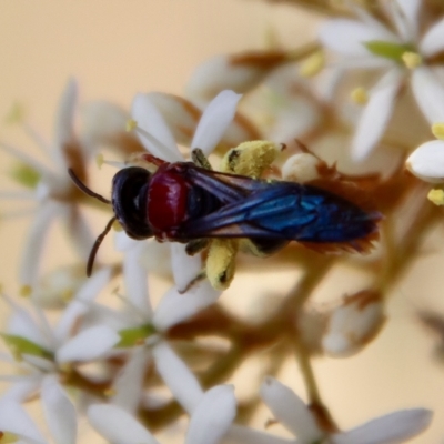 Lasioglossum (Callalictus) callomelittinum (Halictid bee) at Mongarlowe River - 2 Mar 2023 by LisaH