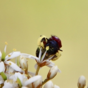 Lasioglossum (Callalictus) callomelittinum at Mongarlowe, NSW - 2 Mar 2023