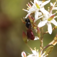 Exoneura sp. (genus) (A reed bee) at Mongarlowe River - 2 Mar 2023 by LisaH