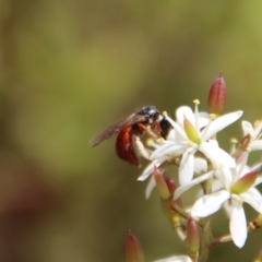 Exoneura sp. (genus) at Mongarlowe, NSW - suppressed