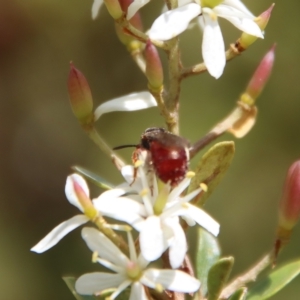 Exoneura sp. (genus) at Mongarlowe, NSW - suppressed