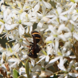 Lasioglossum (Australictus) tertium at QPRC LGA - suppressed