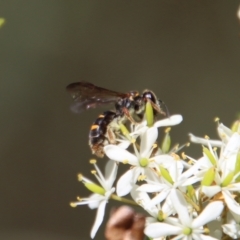 Lasioglossum (Australictus) tertium at QPRC LGA - 2 Mar 2023