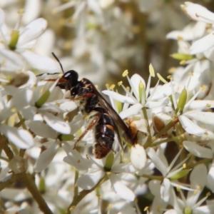 Lasioglossum (Australictus) tertium at QPRC LGA - suppressed