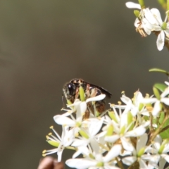 Lasioglossum (Australictus) tertium at QPRC LGA - 2 Mar 2023