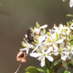 Lasioglossum (Australictus) tertium at QPRC LGA - suppressed