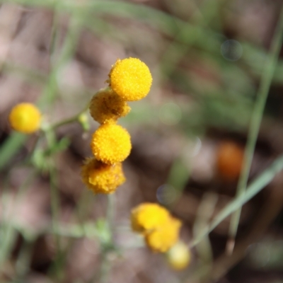 Chrysocephalum apiculatum (Common Everlasting) at Mongarlowe River - 2 Mar 2023 by LisaH