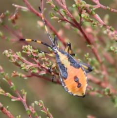 Amorbus sp. (genus) (Eucalyptus Tip bug) at Mongarlowe, NSW - 2 Mar 2023 by LisaH