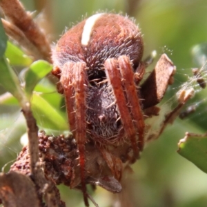 Hortophora sp. (genus) at Mongarlowe, NSW - suppressed