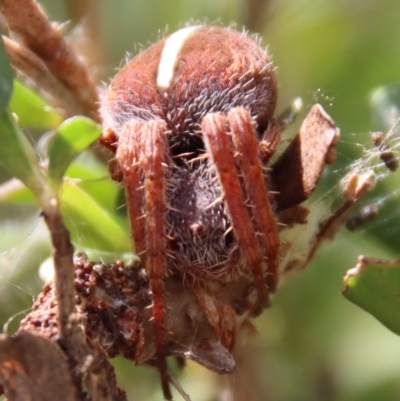 Hortophora sp. (genus) (Garden orb weaver) at Mongarlowe River - 2 Mar 2023 by LisaH