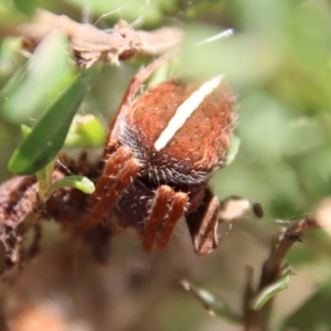 Hortophora sp. (genus) at Mongarlowe, NSW - suppressed