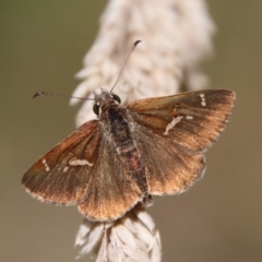 Toxidia parvula (Banded Grass-skipper) at Mongarlowe, NSW - 2 Mar 2023 by LisaH