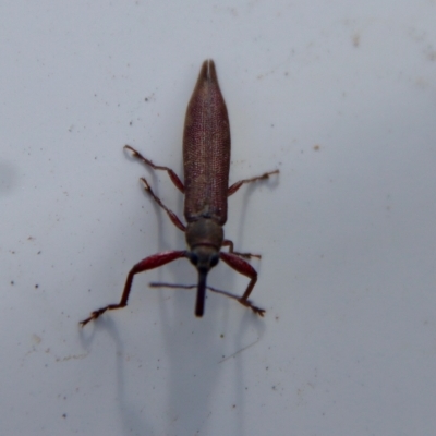 Rhinotia phoenicoptera (Belid weevil) at Mongarlowe, NSW - 2 Mar 2023 by LisaH