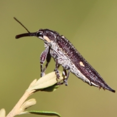 Rhinotia bidentata (Two-spot Rhinotia weevil) at Mongarlowe River - 2 Mar 2023 by LisaH