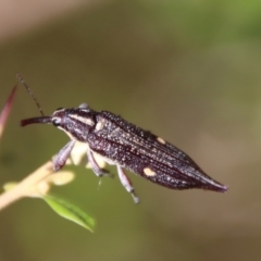 Rhinotia bidentata at Mongarlowe, NSW - 2 Mar 2023