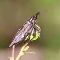 Rhinotia bidentata at Mongarlowe, NSW - 2 Mar 2023