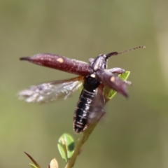 Rhinotia bidentata at Mongarlowe, NSW - 2 Mar 2023