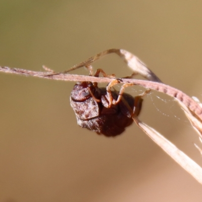 Cadmus sp. (genus) (Unidentified Cadmus leaf beetle) at Mongarlowe, NSW - 2 Mar 2023 by LisaH