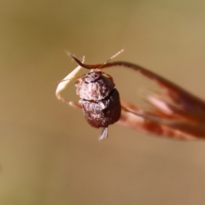 Cadmus sp. (genus) at Mongarlowe, NSW - 2 Mar 2023