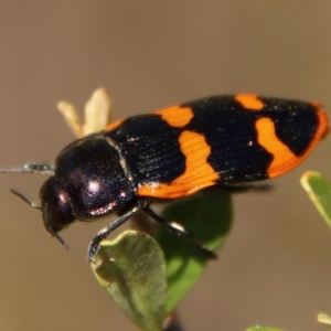 Castiarina bremei at suppressed - 2 Mar 2023