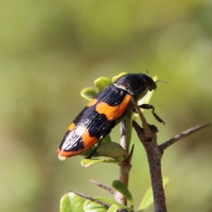 Castiarina bremei at suppressed - 2 Mar 2023