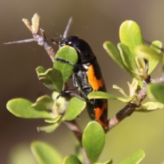 Castiarina bremei at Mongarlowe, NSW - 2 Mar 2023