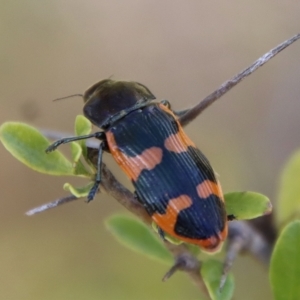 Castiarina bremei at suppressed - 2 Mar 2023