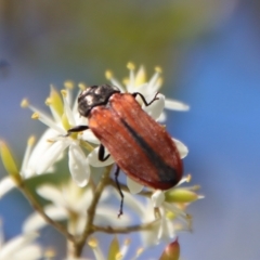 Castiarina erythroptera (Lycid Mimic Jewel Beetle) at Mongarlowe River - 2 Mar 2023 by LisaH