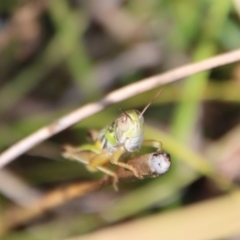 Praxibulus sp. (genus) (A grasshopper) at Mongarlowe, NSW - 2 Mar 2023 by LisaH