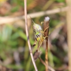 Praxibulus sp. (genus) at Mongarlowe, NSW - suppressed