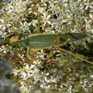 Terpandrus sp. (genus) at Mongarlowe, NSW - suppressed