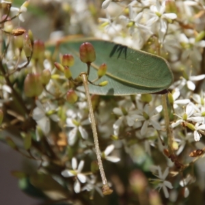 Terpandrus sp. (genus) at Mongarlowe, NSW - 2 Mar 2023