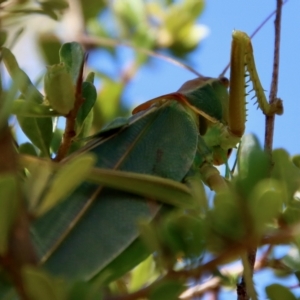 Terpandrus sp. (genus) at Mongarlowe, NSW - suppressed