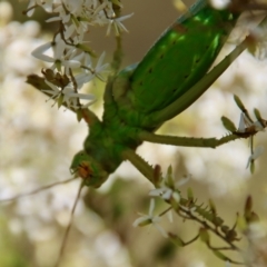 Terpandrus sp. (genus) at Mongarlowe, NSW - suppressed