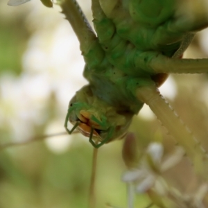 Terpandrus sp. (genus) at Mongarlowe, NSW - suppressed