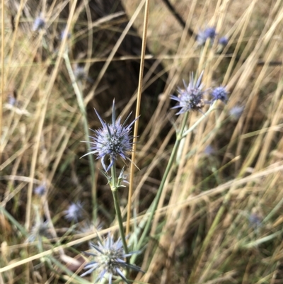 Eryngium ovinum (Blue Devil) at Sutton, Bywong and Wamboin Greenways - 3 Mar 2023 by Gdbush