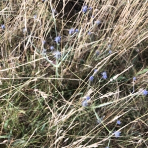 Eryngium ovinum at Wamboin, NSW - 3 Mar 2023 08:55 AM