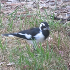 Grallina cyanoleuca (Magpie-lark) at Flynn, ACT - 2 Mar 2023 by Christine