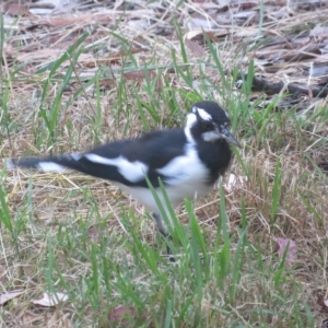 Grallina cyanoleuca at Flynn, ACT - 2 Mar 2023