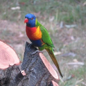 Trichoglossus moluccanus at Flynn, ACT - 2 Mar 2023