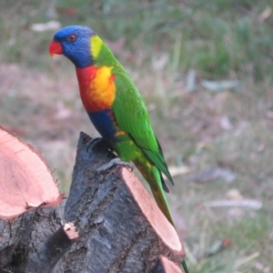 Trichoglossus moluccanus at Flynn, ACT - 2 Mar 2023